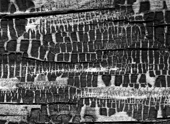 Diese Holzwand erzählt unzählige Geschichten ...