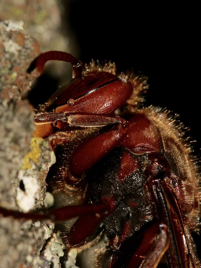 Diese Hornisse (Vespa crabro) ...