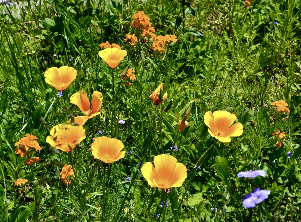 Diese hübsche Blumenwiese…