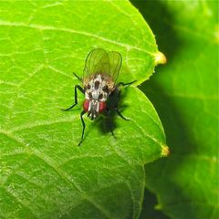 Diese hübsche, etwa 6 mm lange Fliege heißt Anthomyia pluvialis.