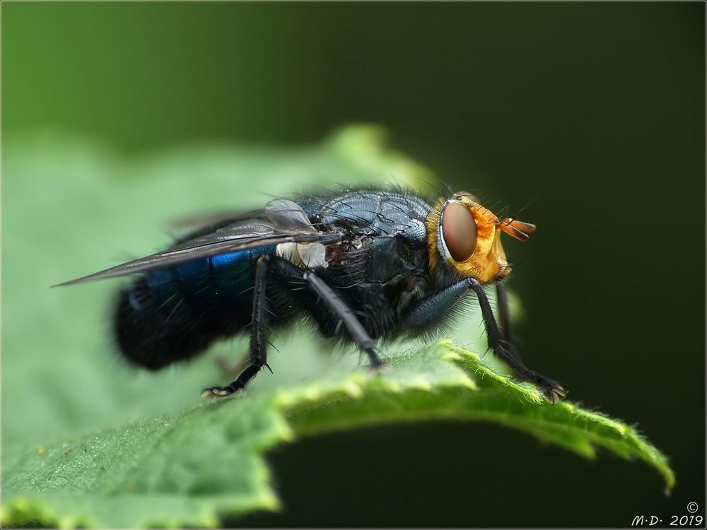 Diese hübsche Fliege ...