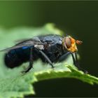 Diese hübsche Fliege ...