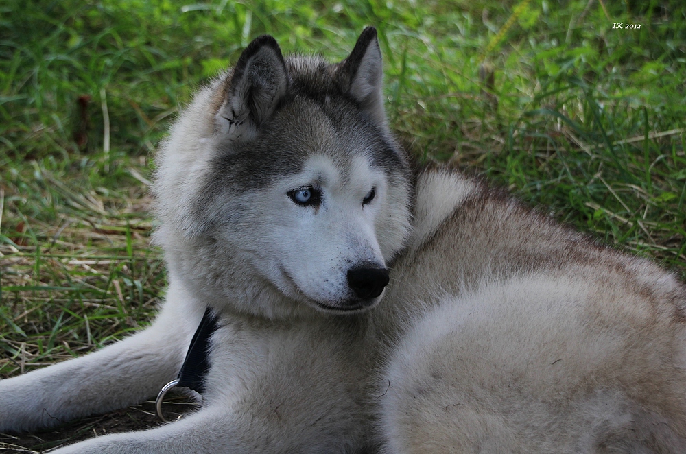 Diese hübsche Husky-Dame......