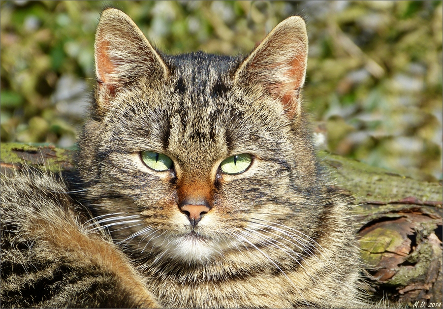 Diese hübsche Katze lebt nicht mehr......das Schicksal hatte es nicht gut mit ihr gemeint.....