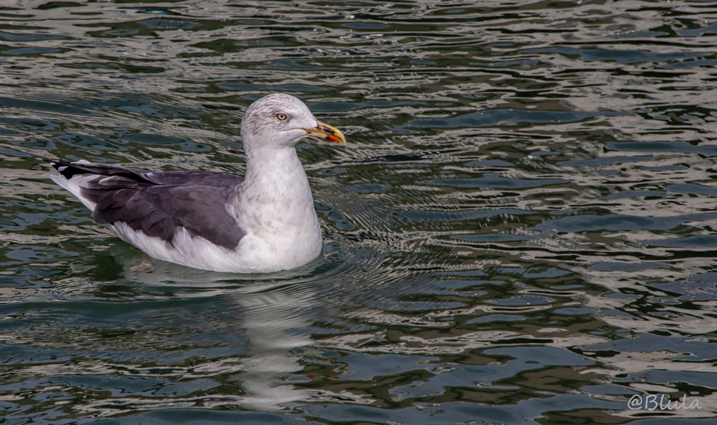 Diese hübsche Möwe wollte wohl gerne fotografiert werden