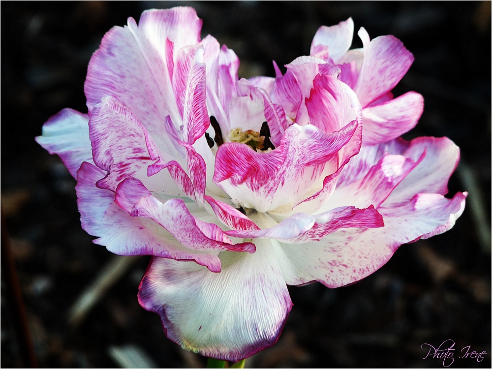 diese hübsche Tulpe