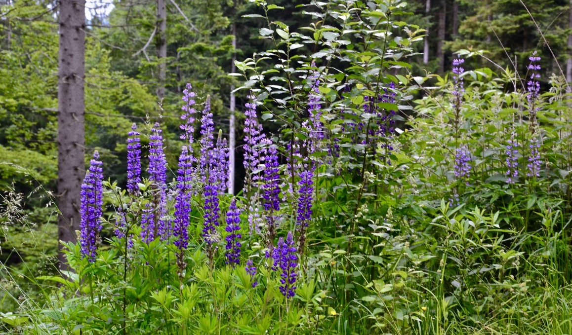 Diese hübschen Wildblumen…