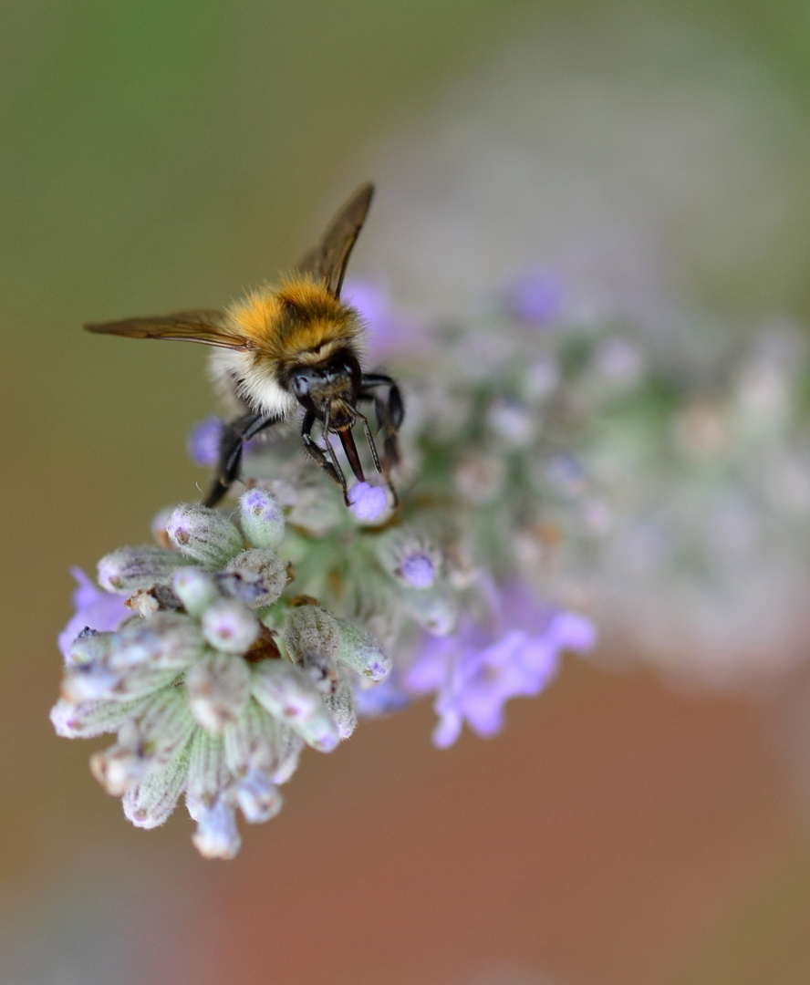 diese Hummel ist fleißig