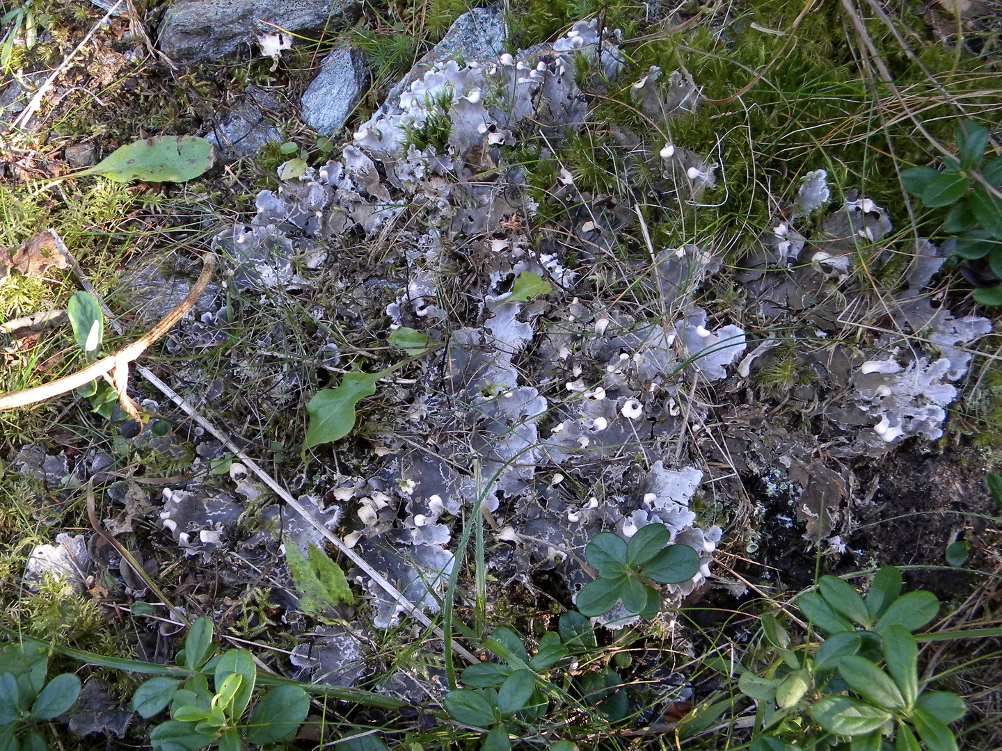 Diese Hundsflechte (Peltigera) ...