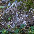 Diese Hundsflechte (Peltigera) ...