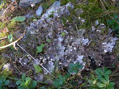 Diese Hundsflechte (Peltigera) ...