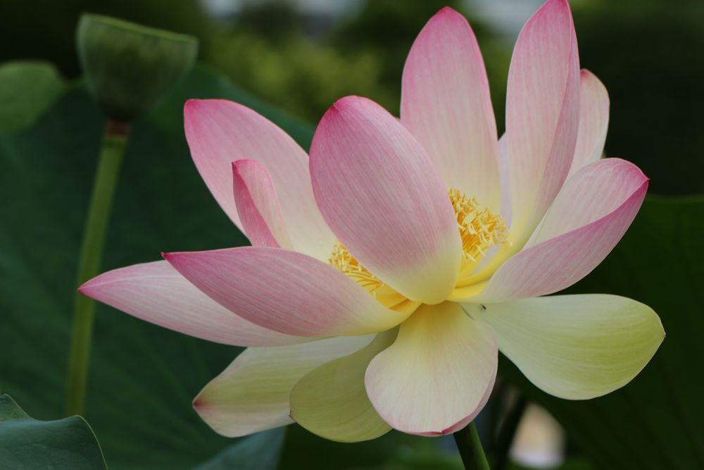 Diese Indische Lotusblume (unbearbeitet) möchte die Wochenmitte anzeigen,