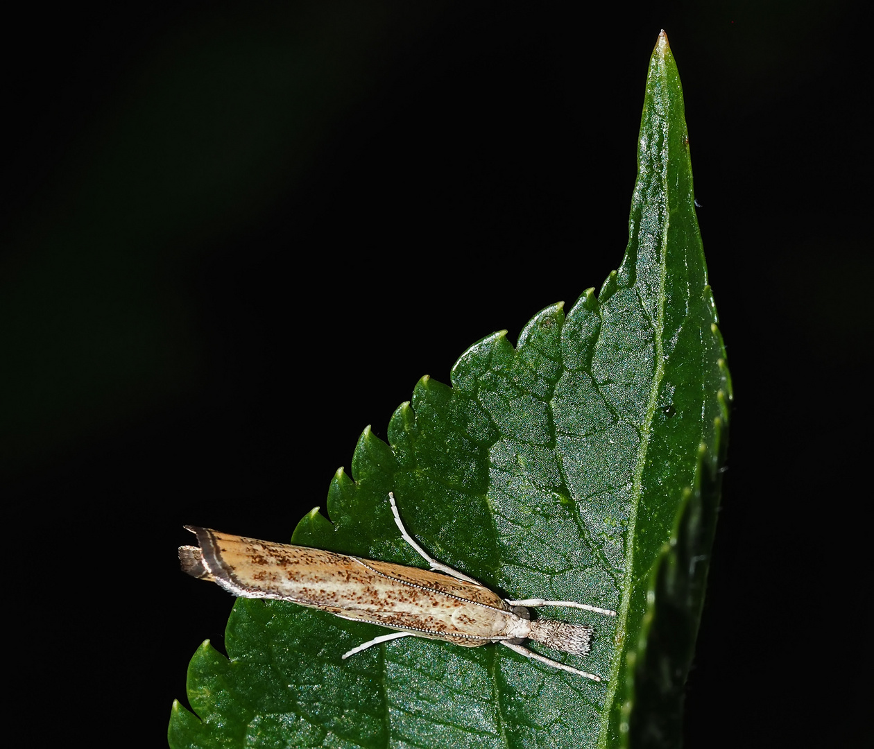 Diese Insektenvielfalt bringt mich immer wieder zum Staunen. Hier ein Zünsler. *