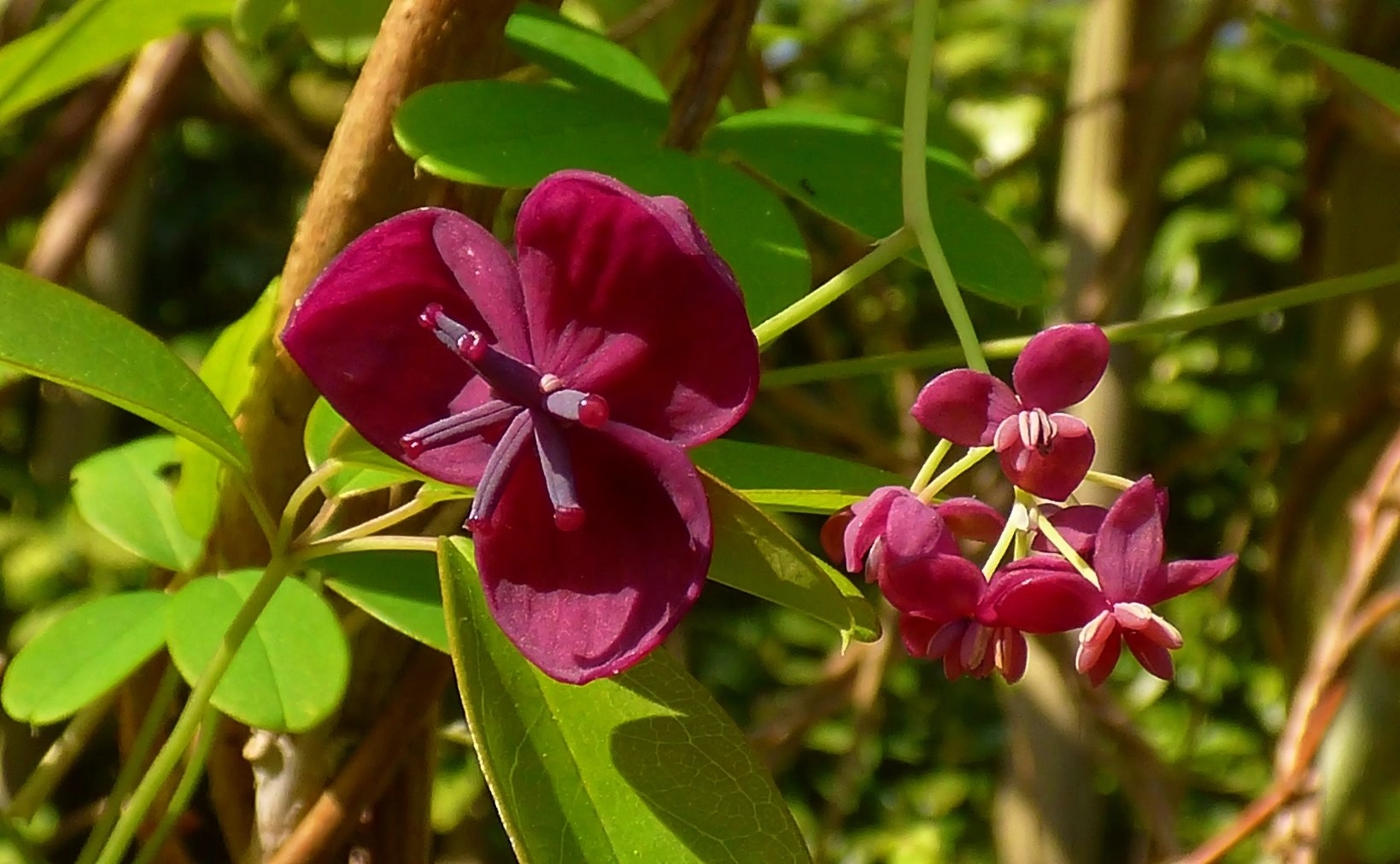 Diese interessanten Blüten . . .