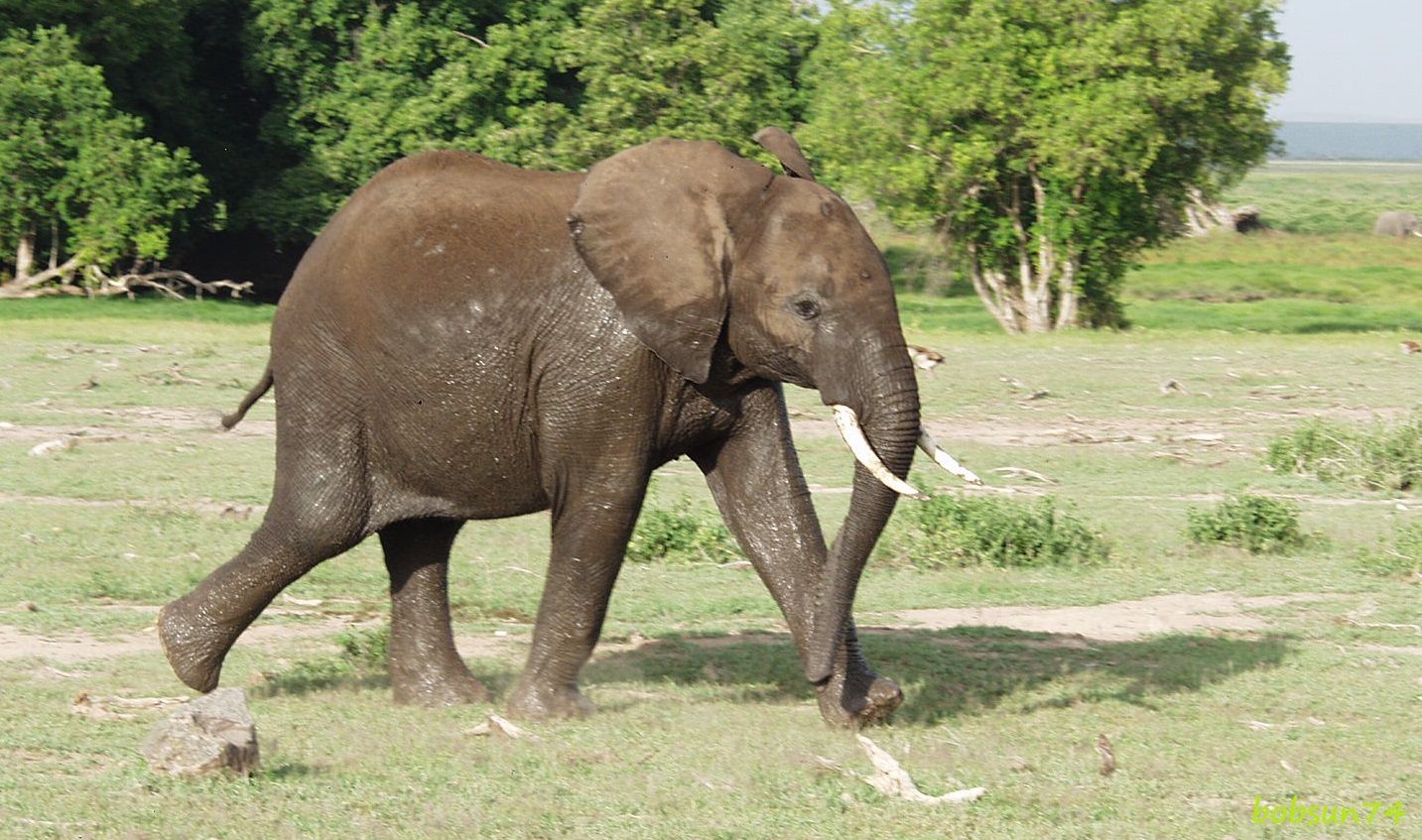 Diese Jugend im Amboseli Nationalpark!