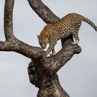 Diese junge Leopardin