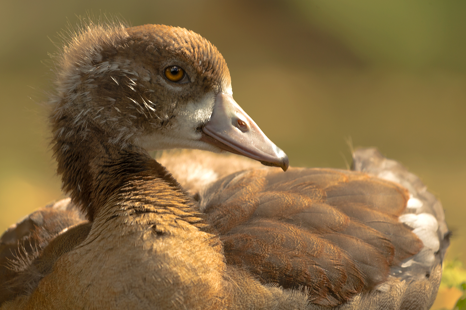 Diese junge Nilgans.....