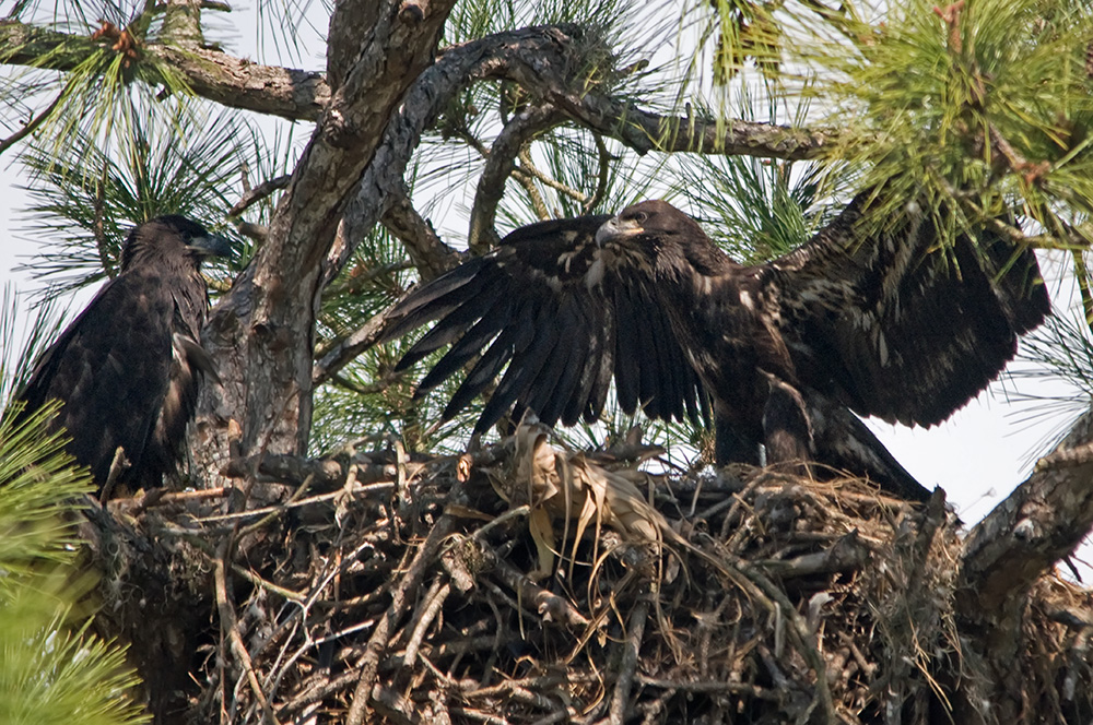 Diese jungen Weißkopfseeadler...