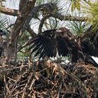 Diese jungen Weißkopfseeadler...