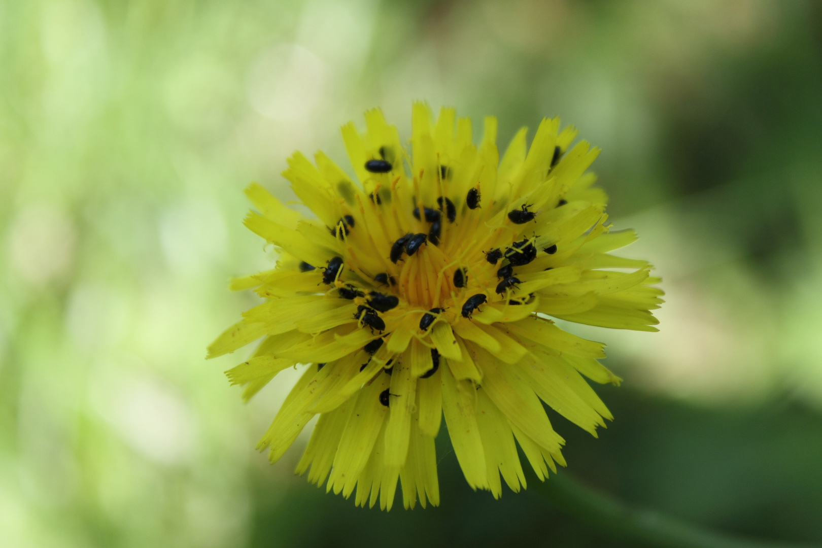 diese Käfer stehen auf gelbe Blumen