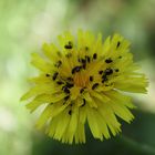 diese Käfer stehen auf gelbe Blumen