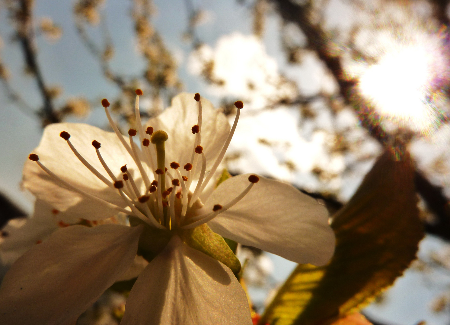 ...diese Kirschblüten :)