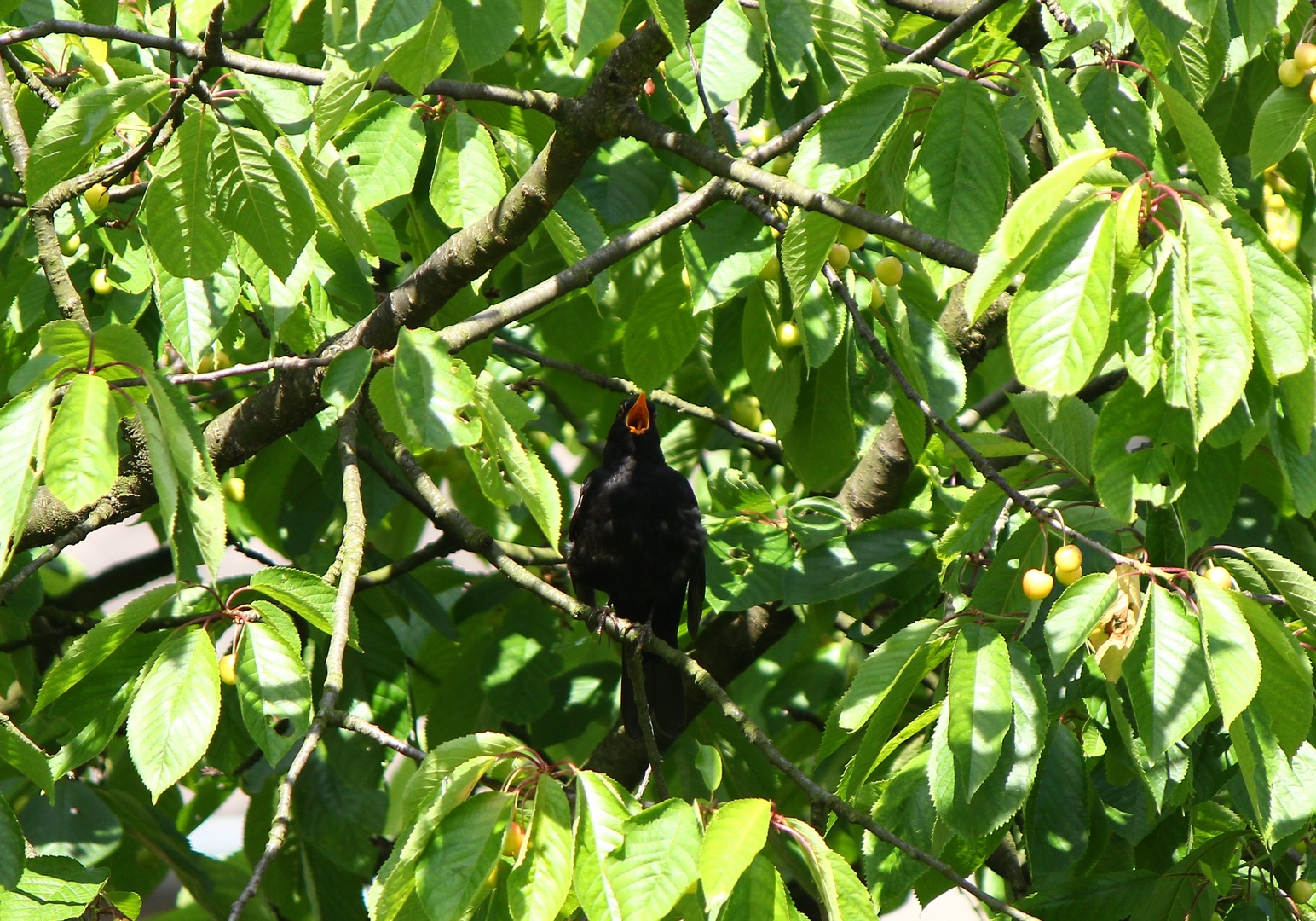 Diese kleine Amsel singt den ganzen Tag ein Liedchen.