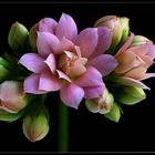 Diese kleine Blume ist ein Star auf unseren Fensterbänken - ( Stacking Bild )