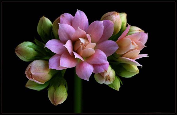 Diese kleine Blume ist ein Star auf unseren Fensterbänken - ( Stacking Bild )