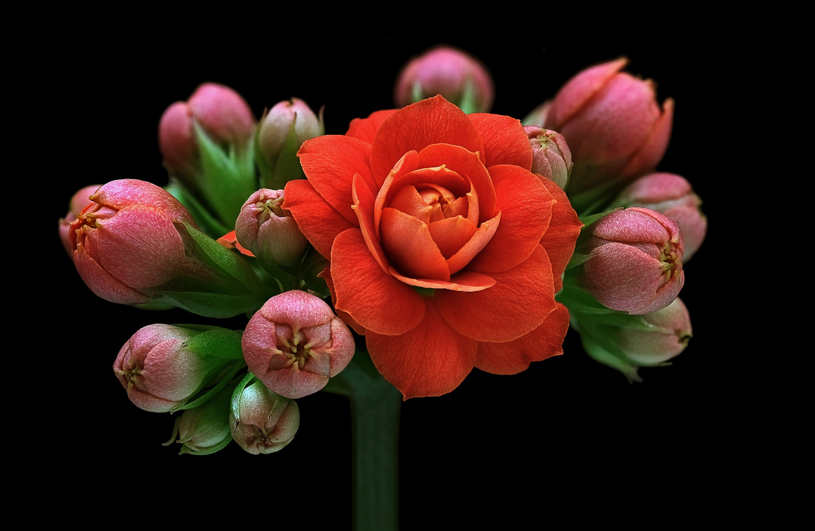 Diese kleine Blume ist ein Star auf vielen Fensterbänken - ( Stacking Bild ) 