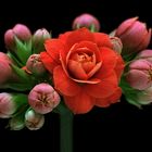 Diese kleine Blume ist ein Star auf vielen Fensterbänken - ( Stacking Bild )