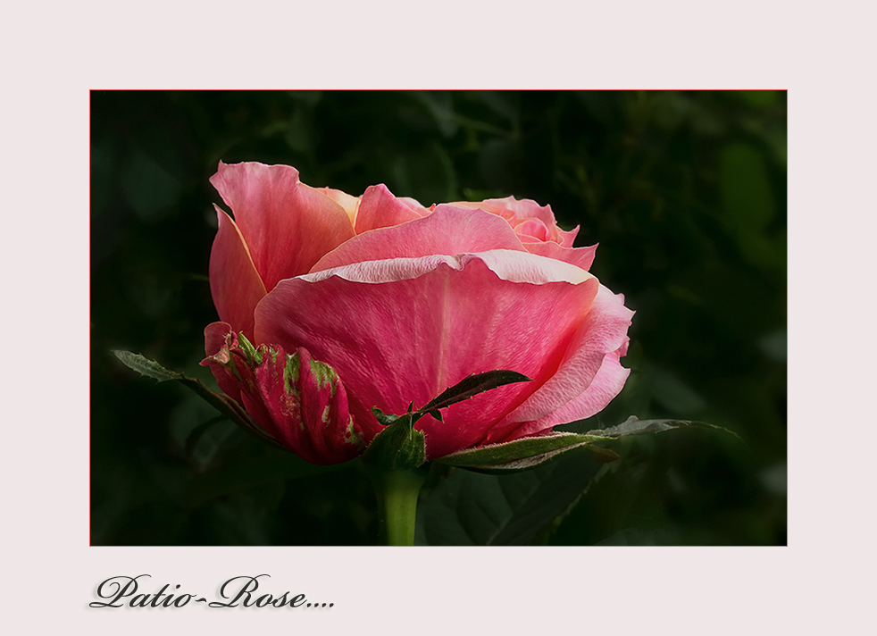 Diese kleine Patio-Rose ...