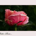 Diese kleine Patio-Rose ...