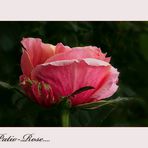 Diese kleine Patio-Rose ...