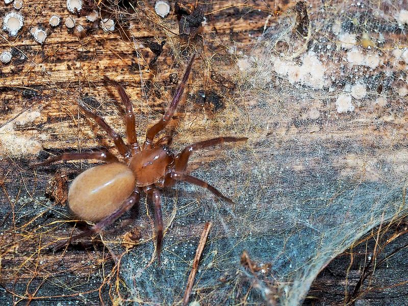 Diese kleine Spinne aus dem dunkeln Wald ... 