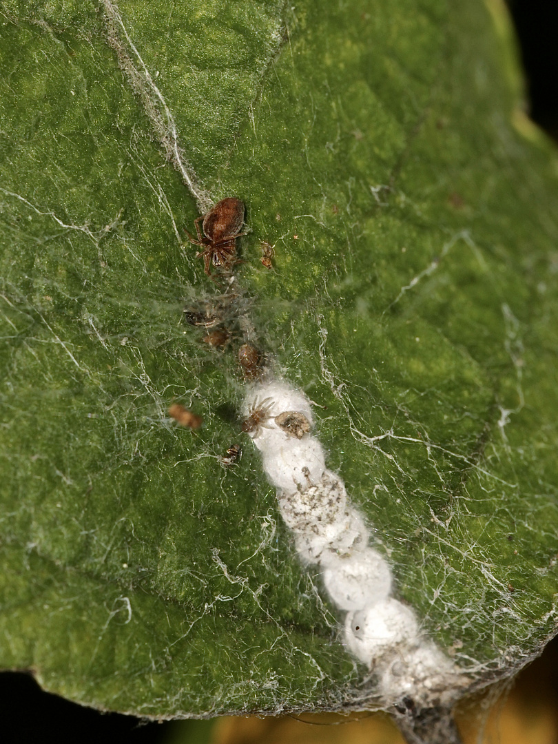 Diese kleine Spinne mit winzigen, hintereinanderleigenden Kokons ...