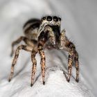 Diese kleine - wahrscheinlich das Weibchen einer Zebra-Springspinne (Salticus scenicus)...