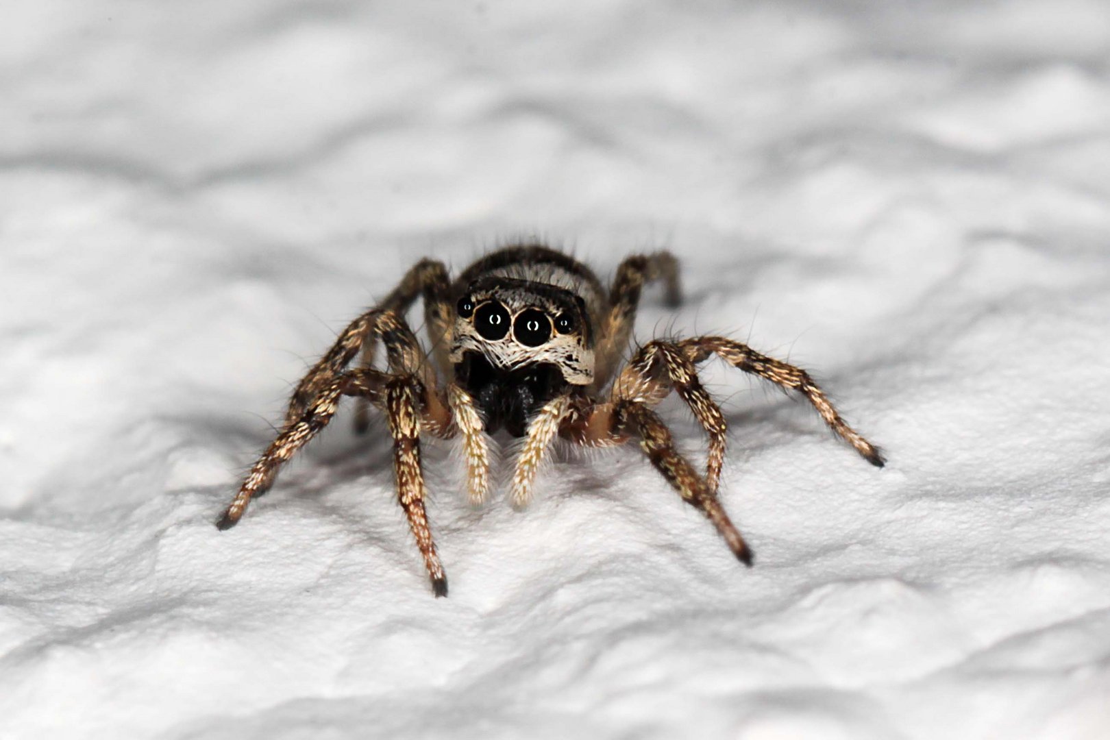 Diese kleine - wahrscheinlich das Weibchen einer Zebra-Springspinne (Salticus scenicus)...