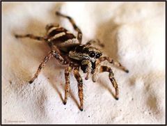 Diese kleine ...Zebraspringspinne... Salticus scenicus...