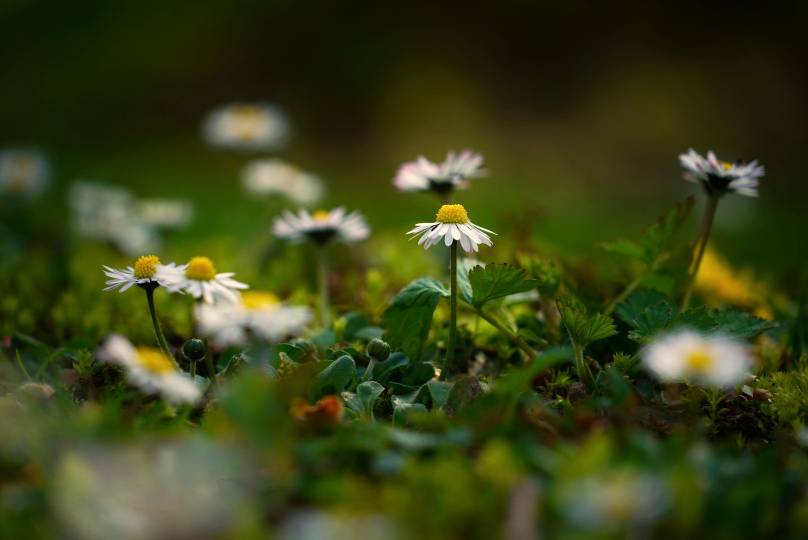 Diese kleinen Blümchen sind fast ganzes Jahr für uns da 