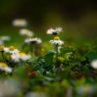 Diese kleinen Blümchen sind fast ganzes Jahr für uns da 