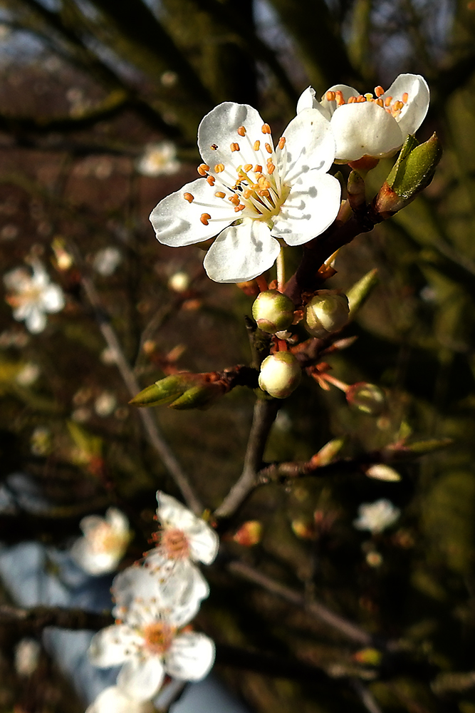 diese kleinen weissen Blüten