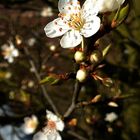 diese kleinen weissen Blüten