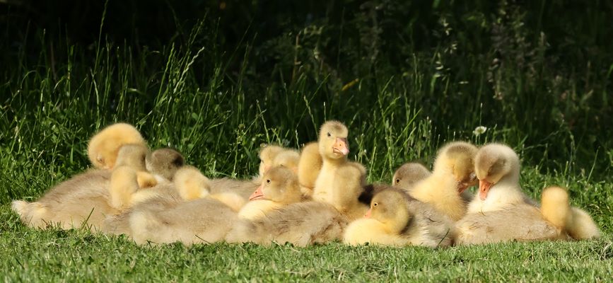 *******   Diese Knuddelrasselbande .........