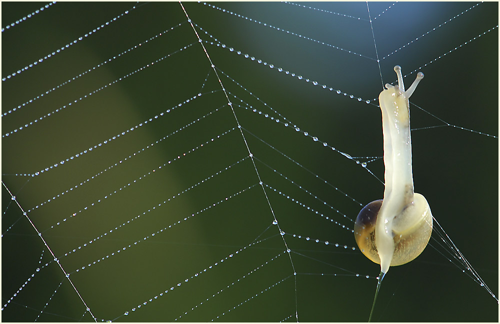 Diese komische Spinne