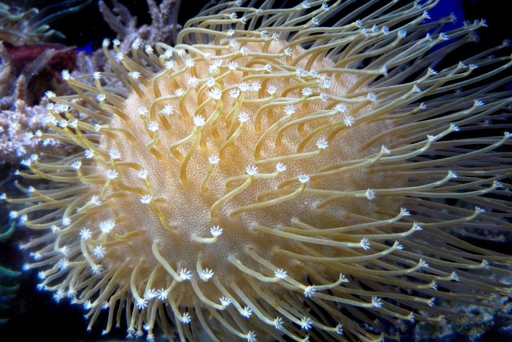 Diese Koralle...