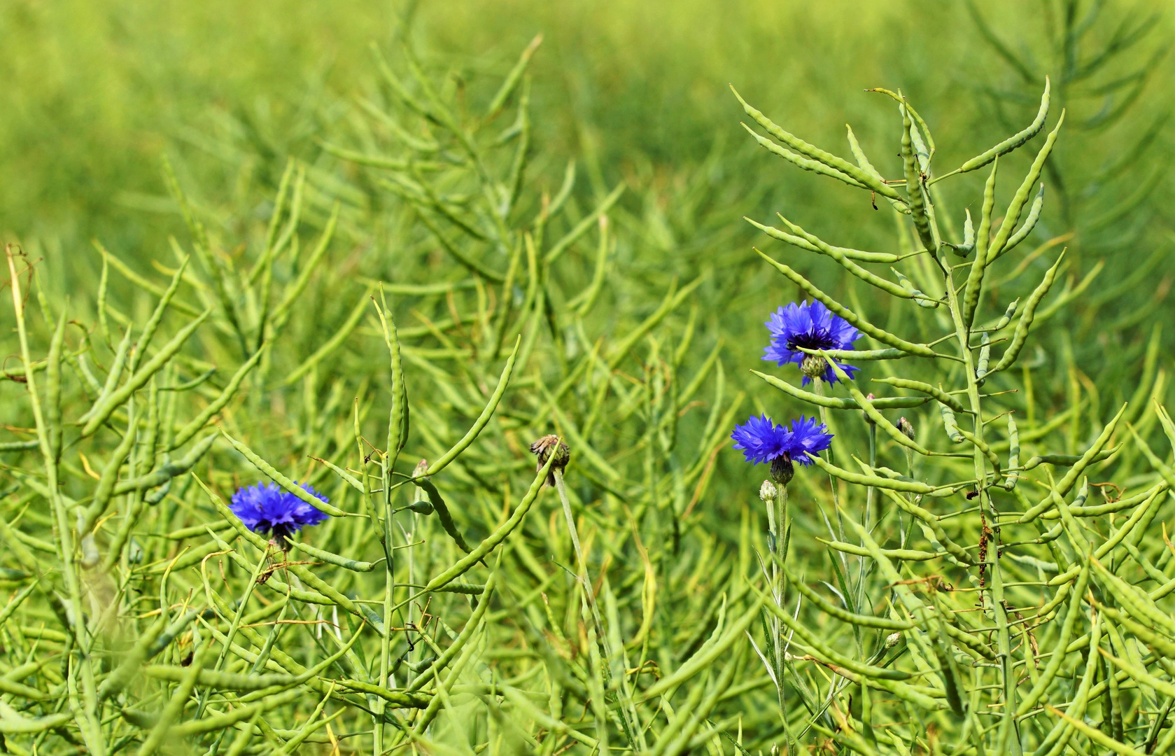 Diese Kornblumen im Rapsfeld...