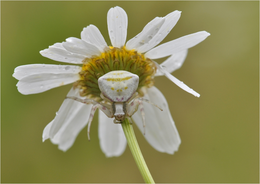 Diese Krabbenspinne ...