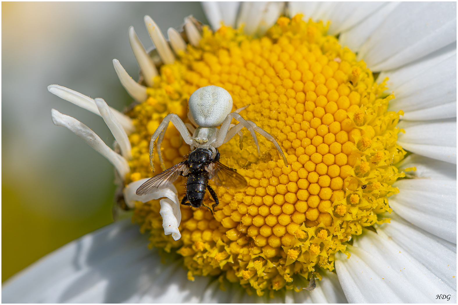 Diese Krabbenspinne war ...