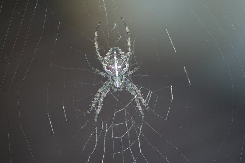 Diese Kreuzspinne hing mitten im Terassentürrahmen